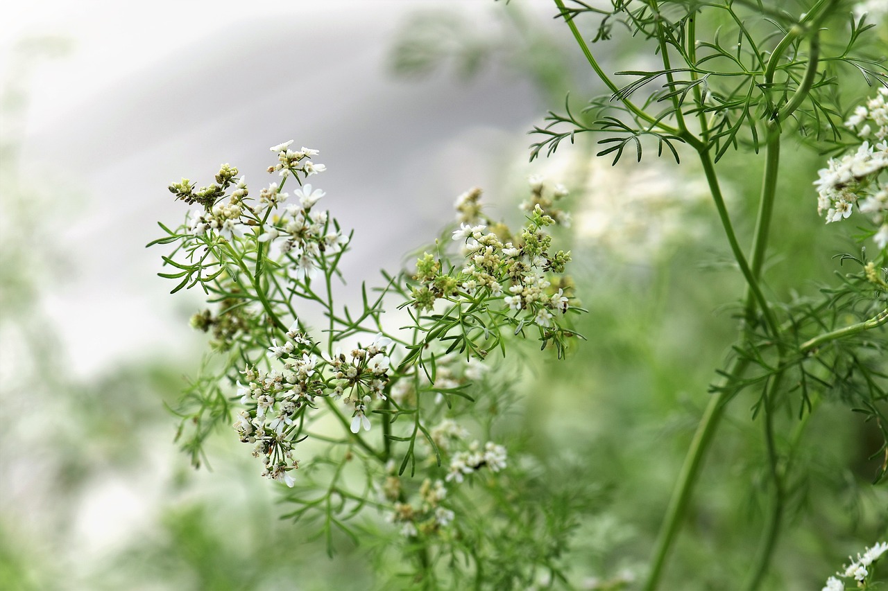 狗响铃草药，全面解析其神奇疗效与用途