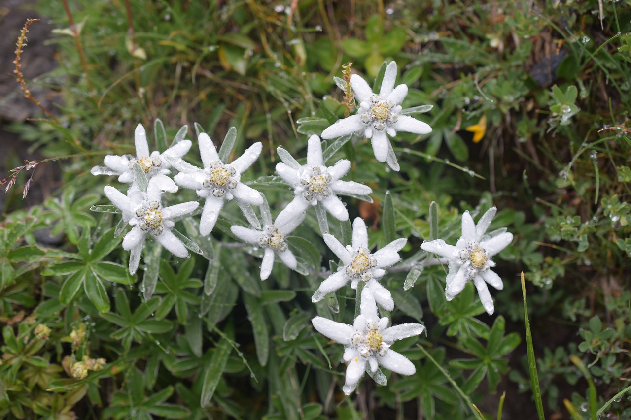 探秘中药野菊花，全面解析其神奇功效与现代应用