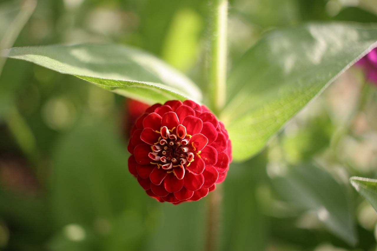 桃花花瓣功效