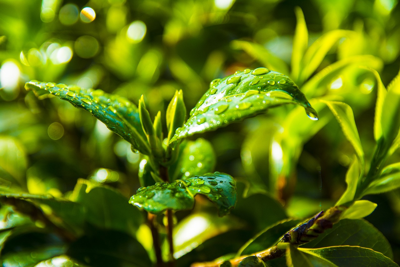 野生茯苓，自然馈赠的养生瑰宝，功效全解析