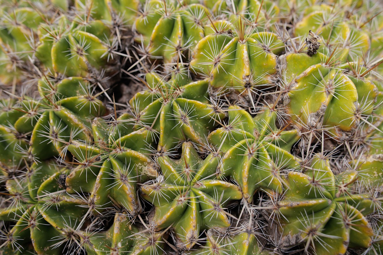 揭秘珍稀药材林芝虫草，自然之宝的奥秘