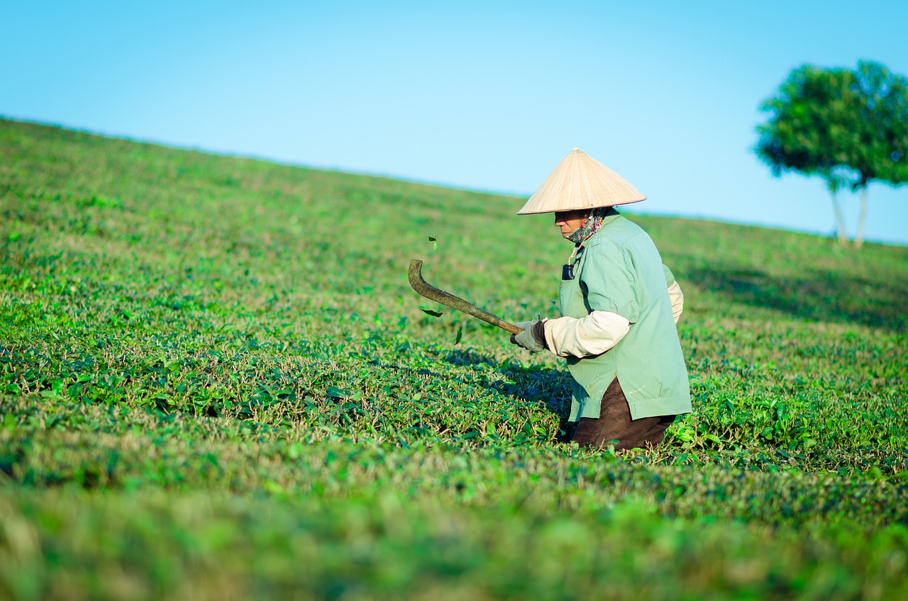 木馒头桑草药，全面解析其神奇功效与作用