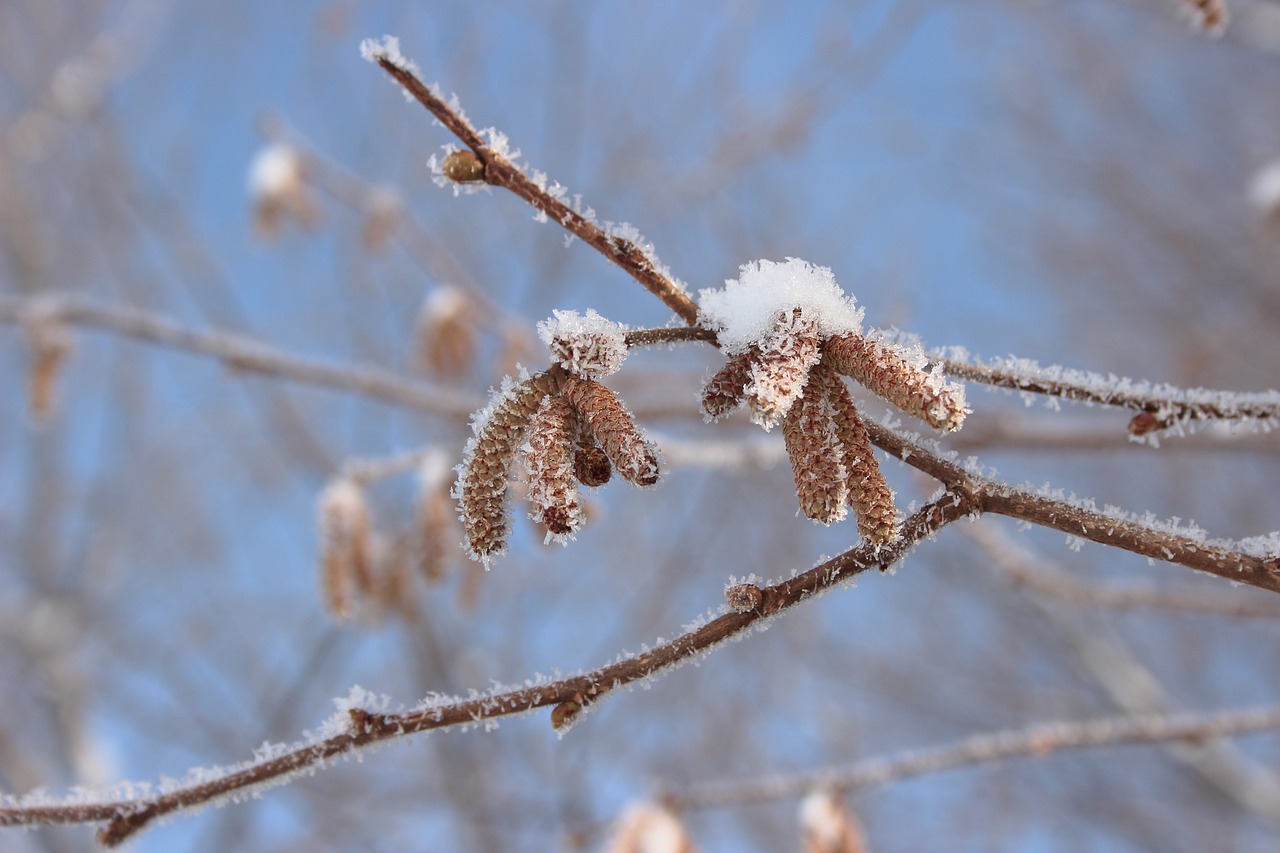 雪里花副作用全解析，安全用药指南