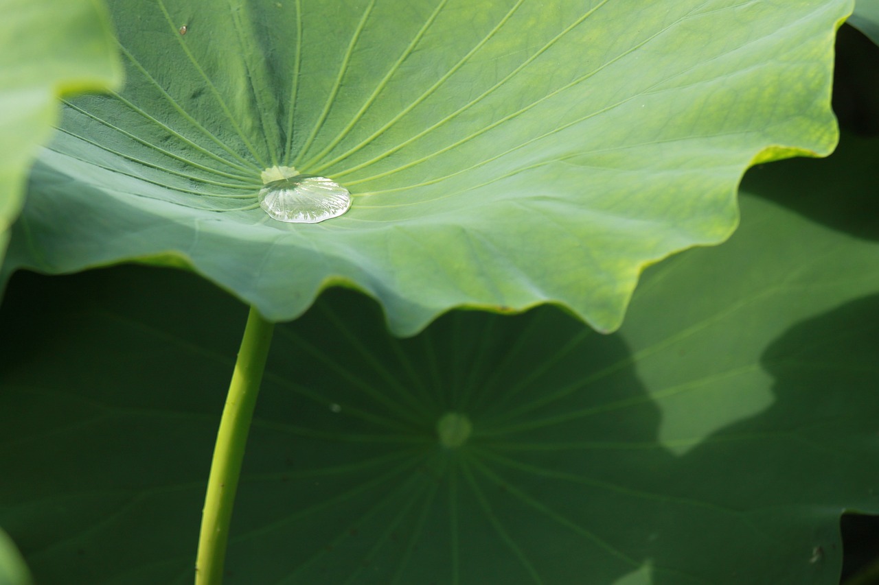 中草药精解，最新功效全揭秘