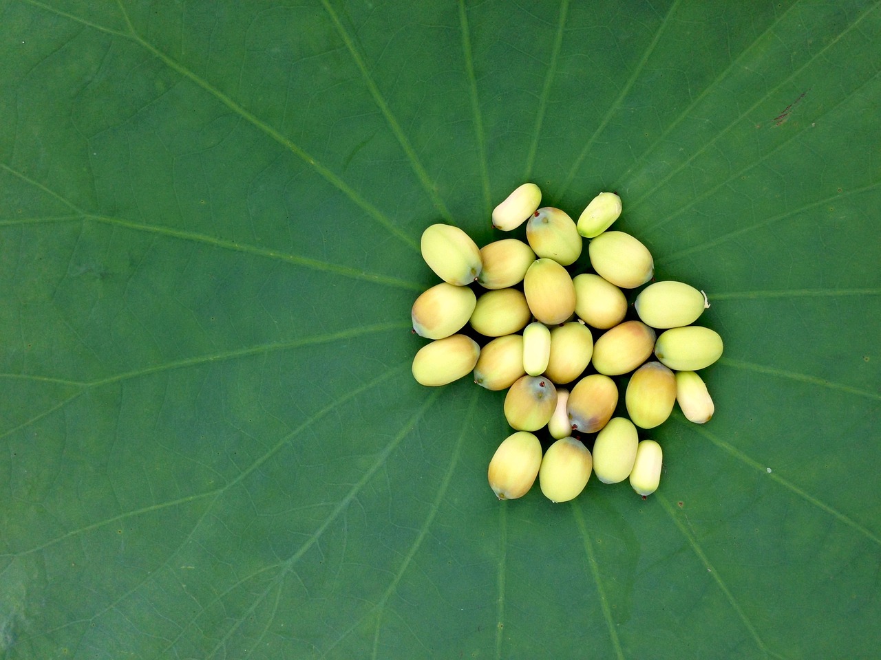 白苏子详解，全面了解这一传统药材的奥秘