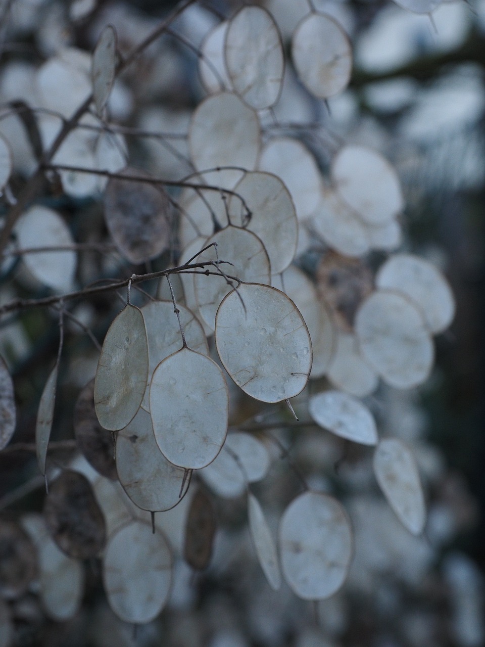 元宝草，传统药材的现代功效全解析