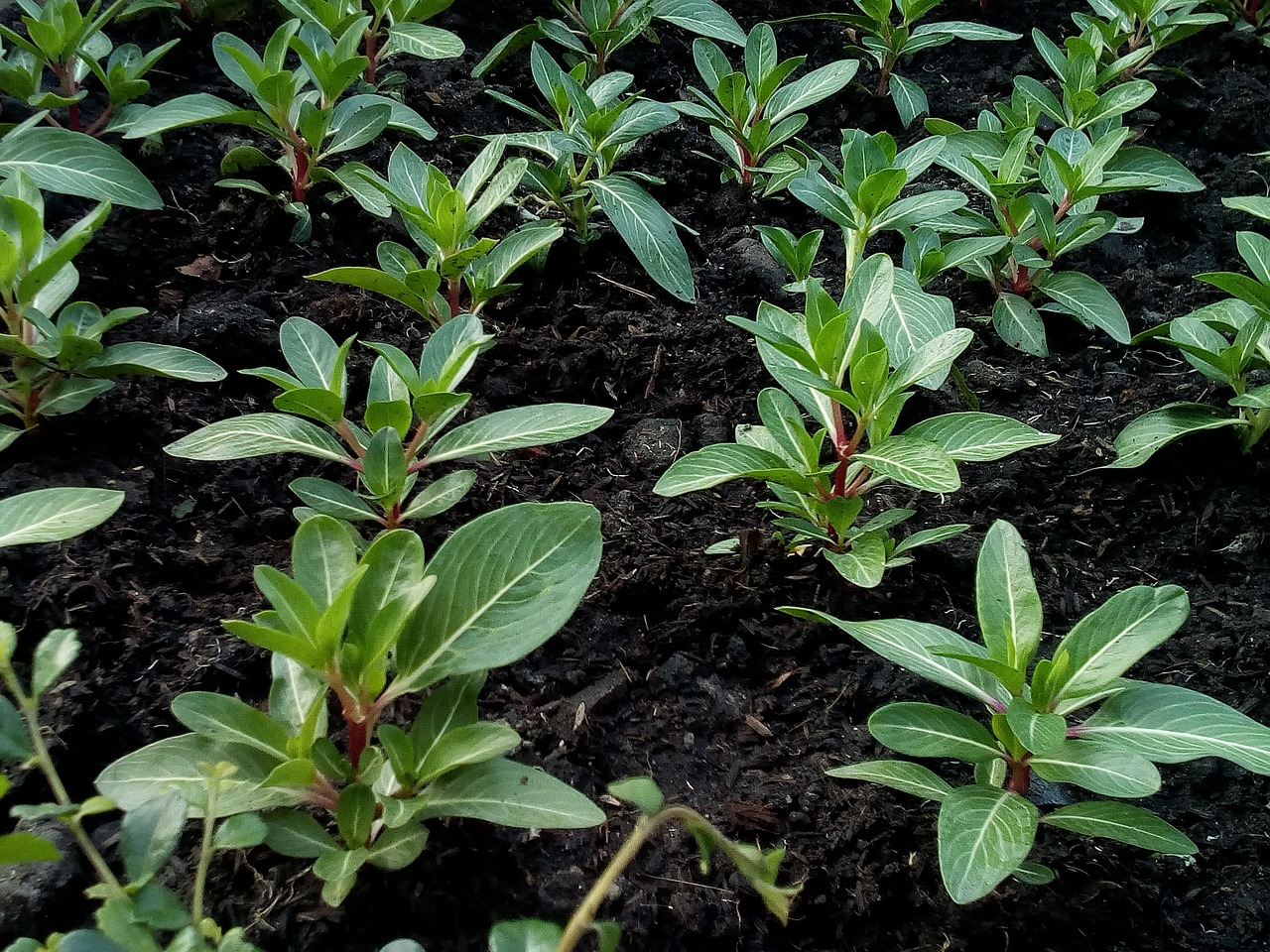 山东山茱萸种植地全解析