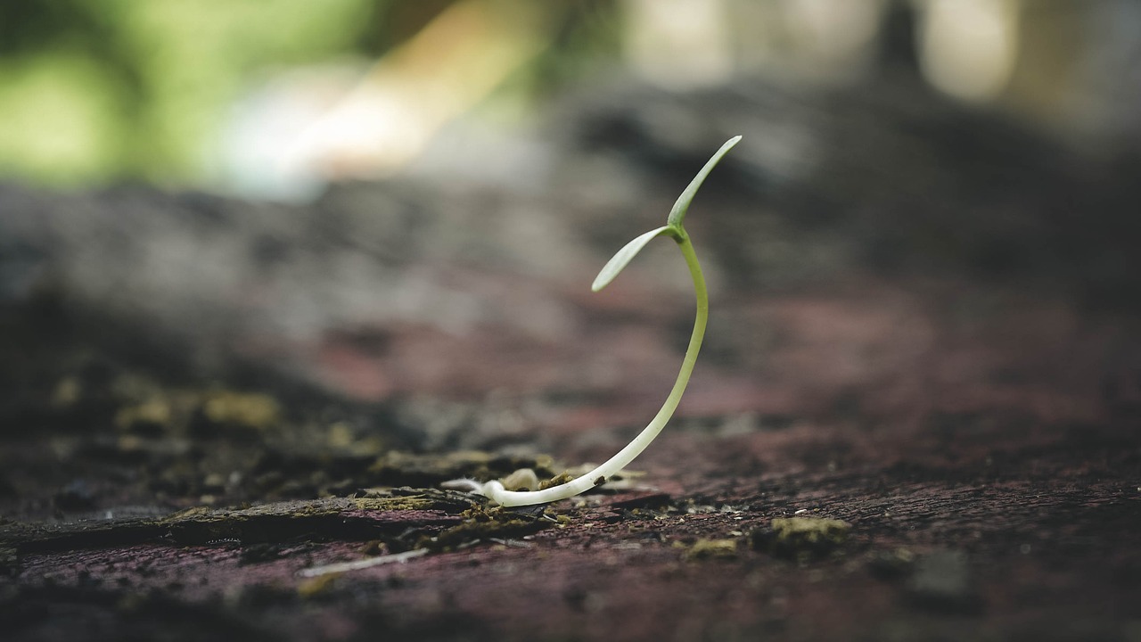 植物根茎