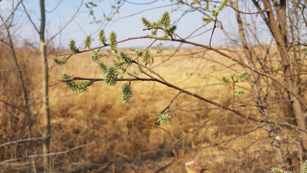 芦荟中药功效全解析，最新研究与应用指南