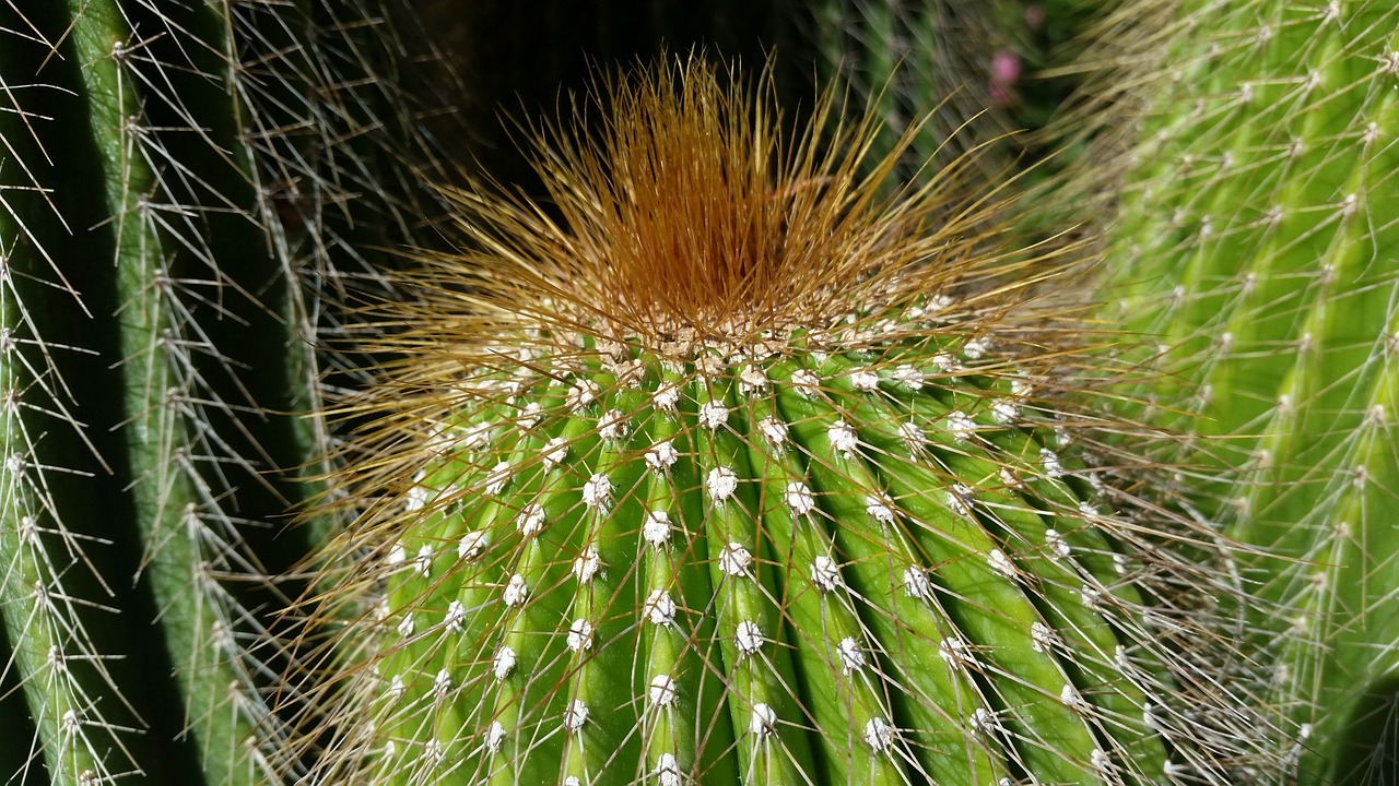 揭秘老鼠刺，深入探索这一独特药用植物的奥秘