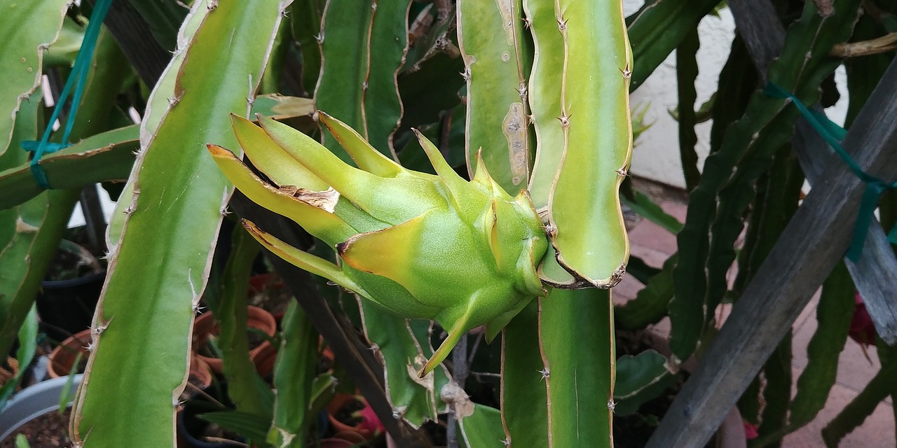 通辽市种植药材致富新指南