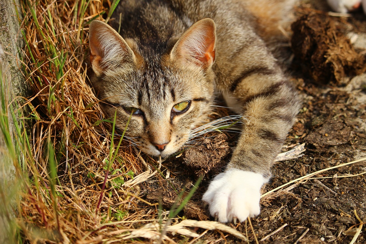 香猫，传统药材的现代解读与神奇功效