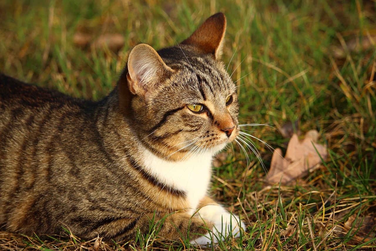 香猫，传统药材的现代解读与神奇功效